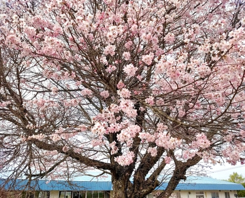 中標津町　桜