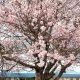 中標津町　桜